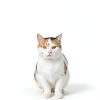 Primal Pet Foods Freeze Dried Raw Cat Food Rabbit-2