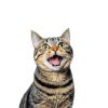 Smart Cookie Freeze Dried Cat Treats Single Ingredient-3